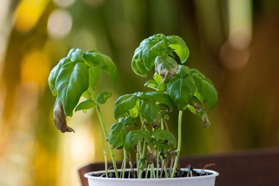 Why Is My Basil Plant Wilting Top Reasons & Helpful Guide
