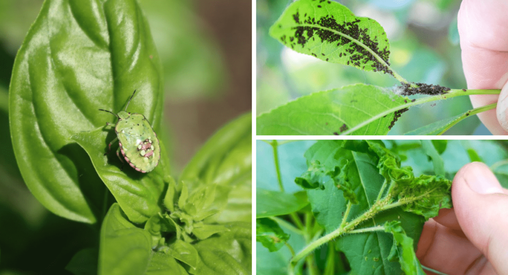 Why Is My Basil Plant Wilting Top Reasons & Helpful Guide