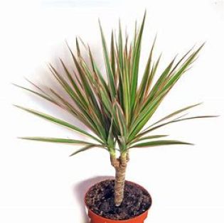 Image result for dracena