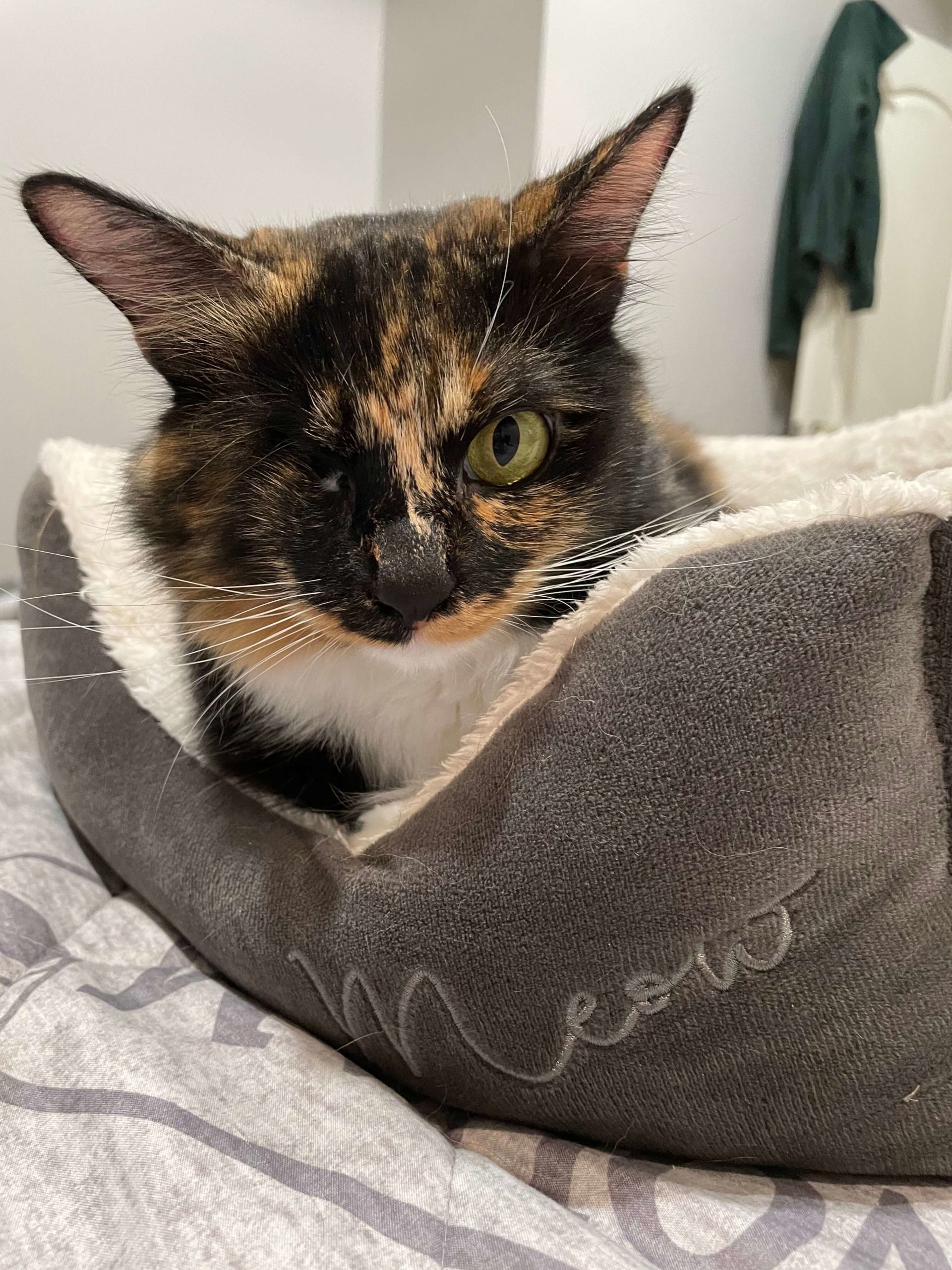 The Highland Vet Patient Gallery