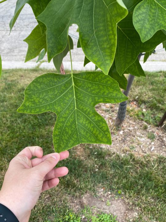 This iPhone trick helps you identify plants, more How to use it
