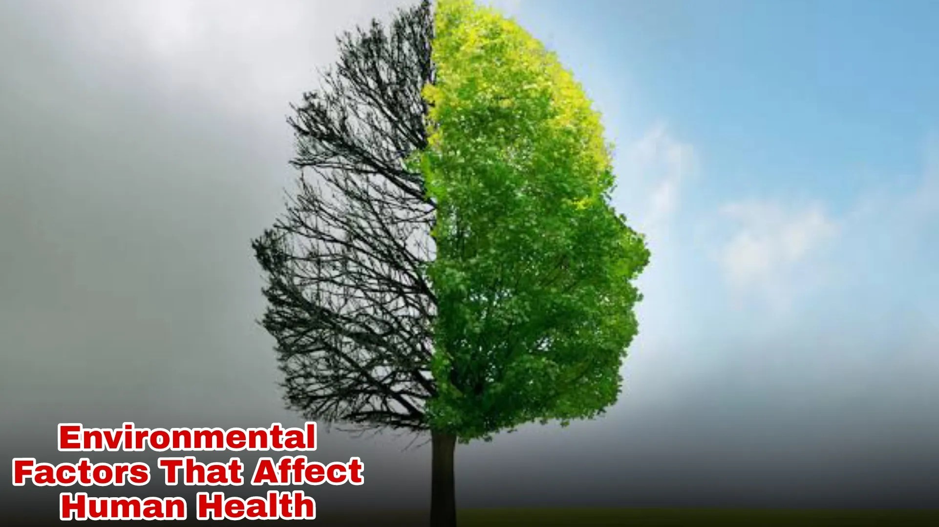 What are the Environmental Factors that Affect Human Health