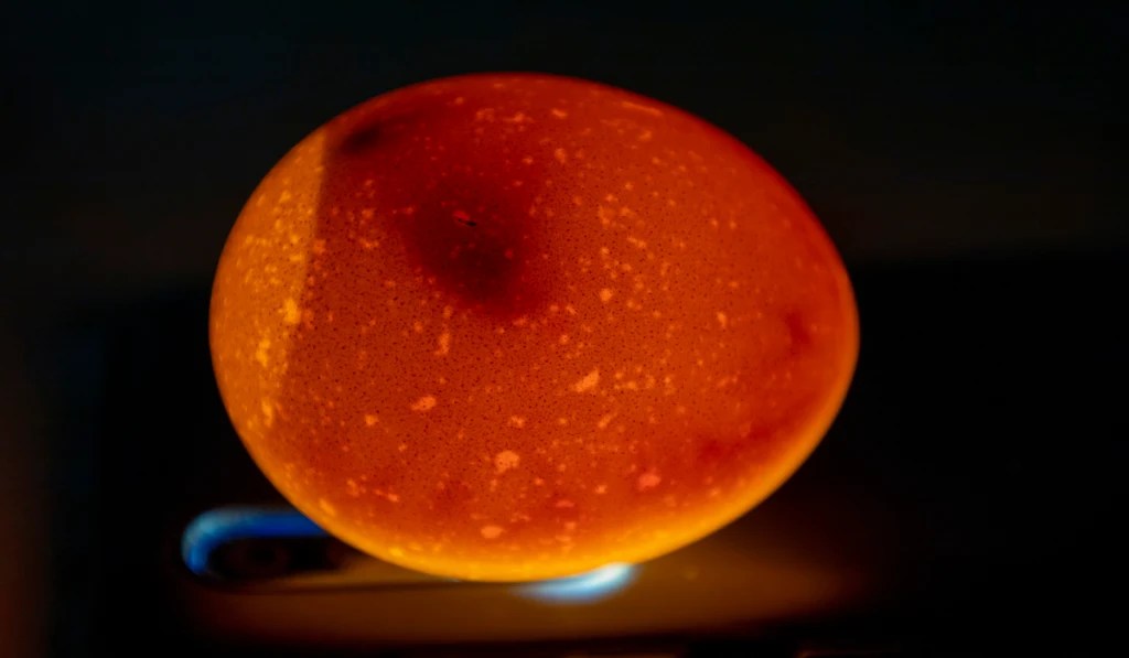 Can You Candle Peacock Eggs? The Hip Chick
