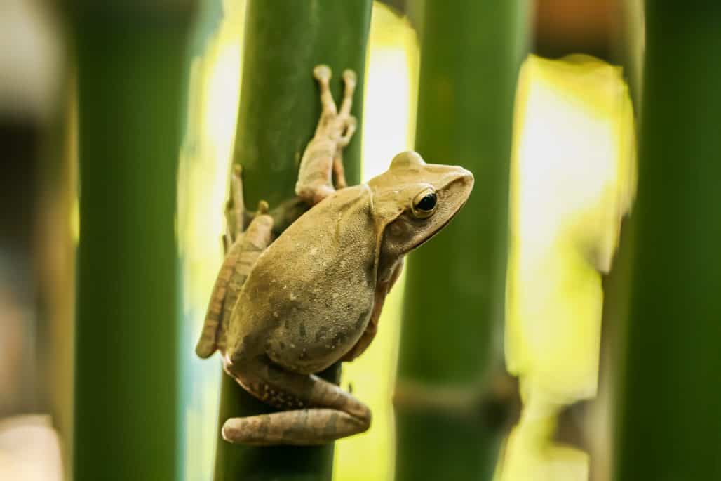 How To Get Rid Of Frogs In Your Backyard (Simple Steps