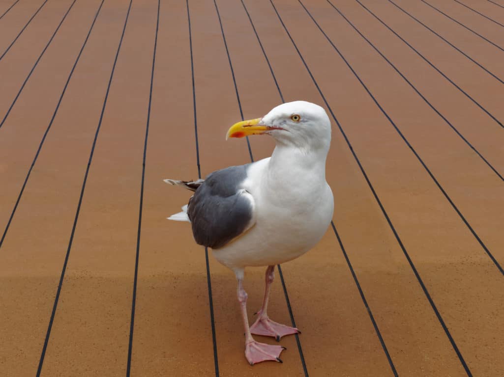 How To Keep Seagulls Off Pontoon Boat