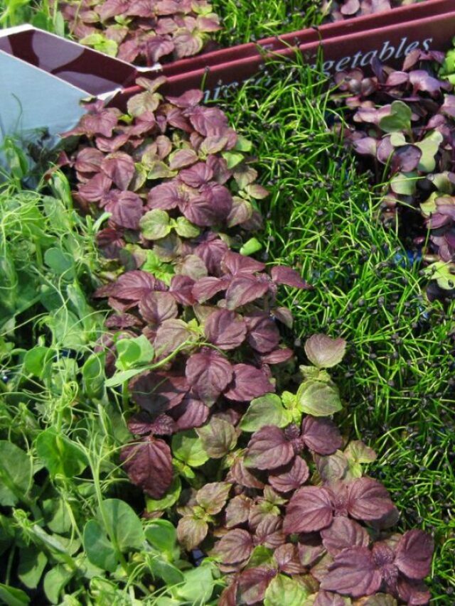 Microgreens Easy Guide How To Grow Micro Plants At Home HobbyKraze
