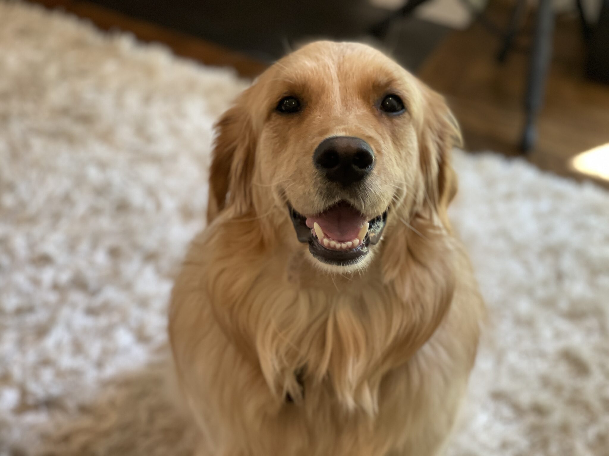 Sunny's Favorite Things The Holderness Family