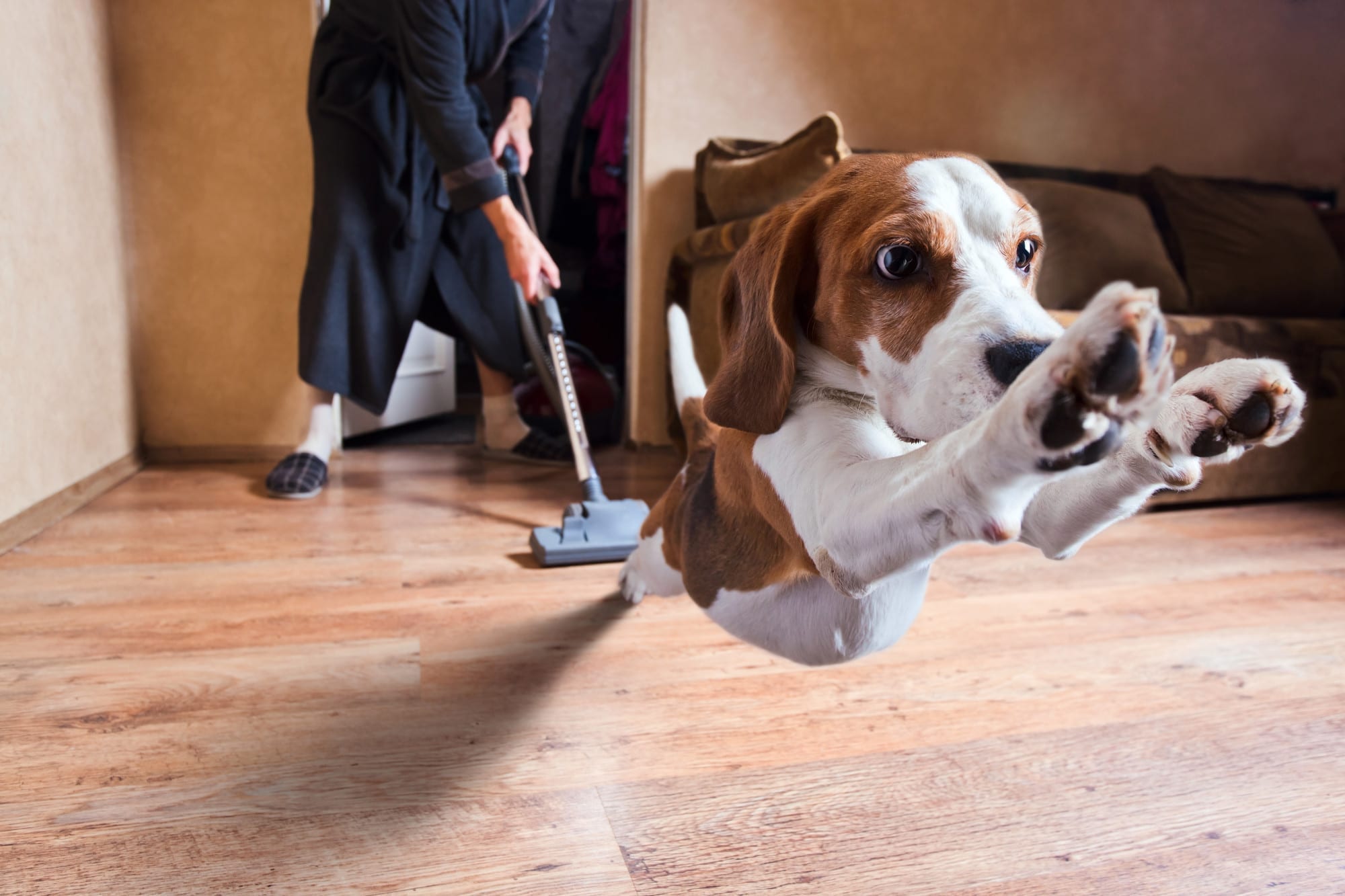 Top Tips on How to Keep a House Clean with Dogs