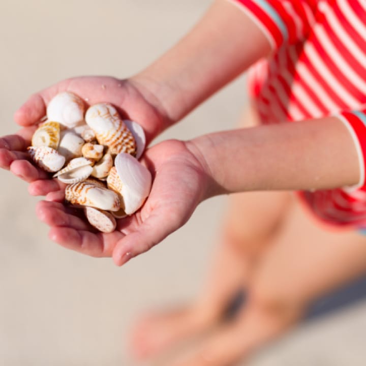 Southport Coastal Discovery Visit The Home Place NC