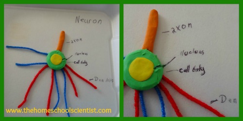 Science Saturday Nervous System