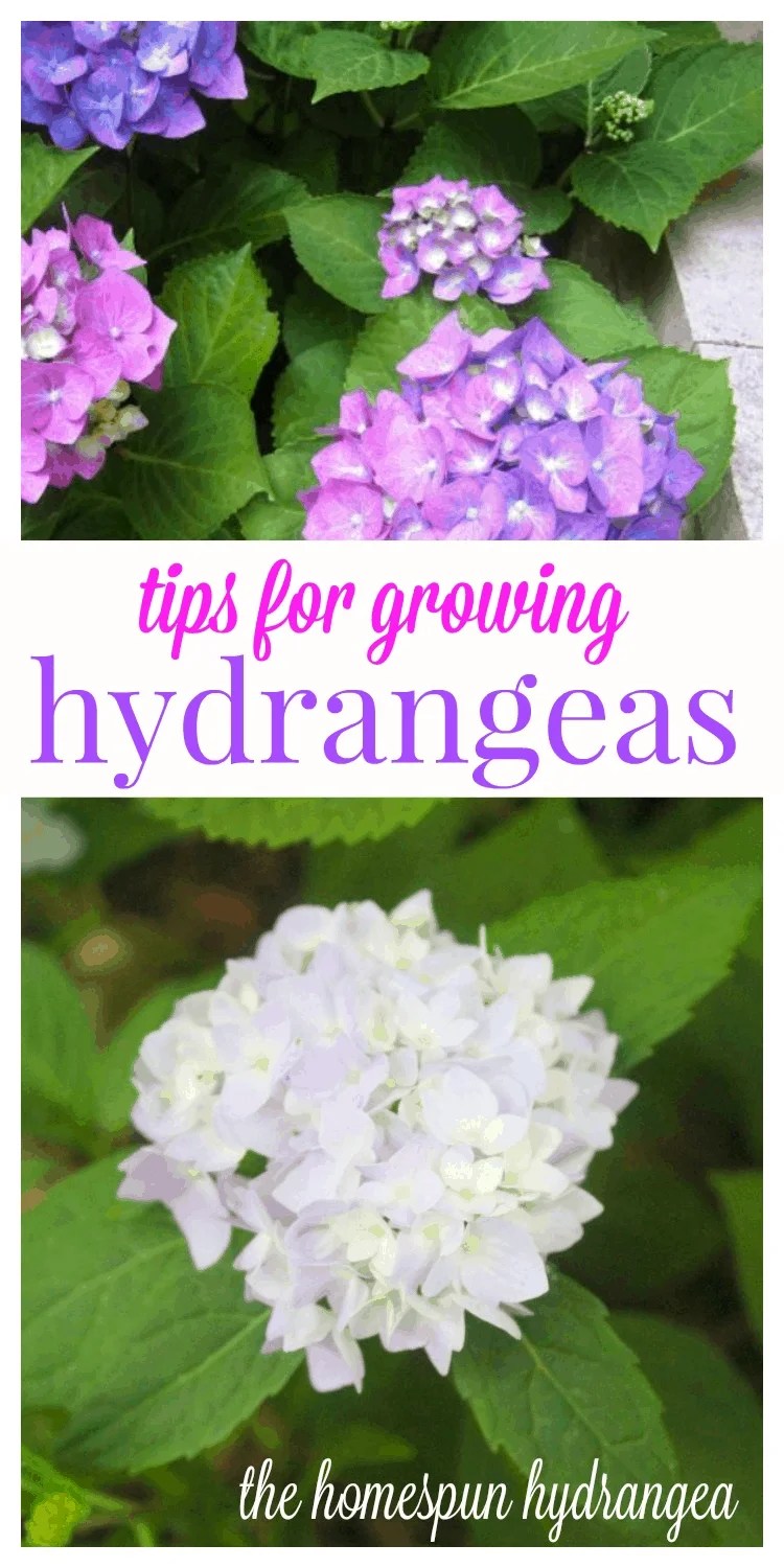 17 Tips on How to Grow Hydrangeas in Your Yard The Homespun Hydrangea