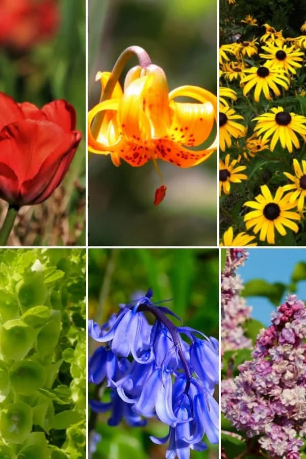 How to Plant a Rainbow Garden Flowers by Color