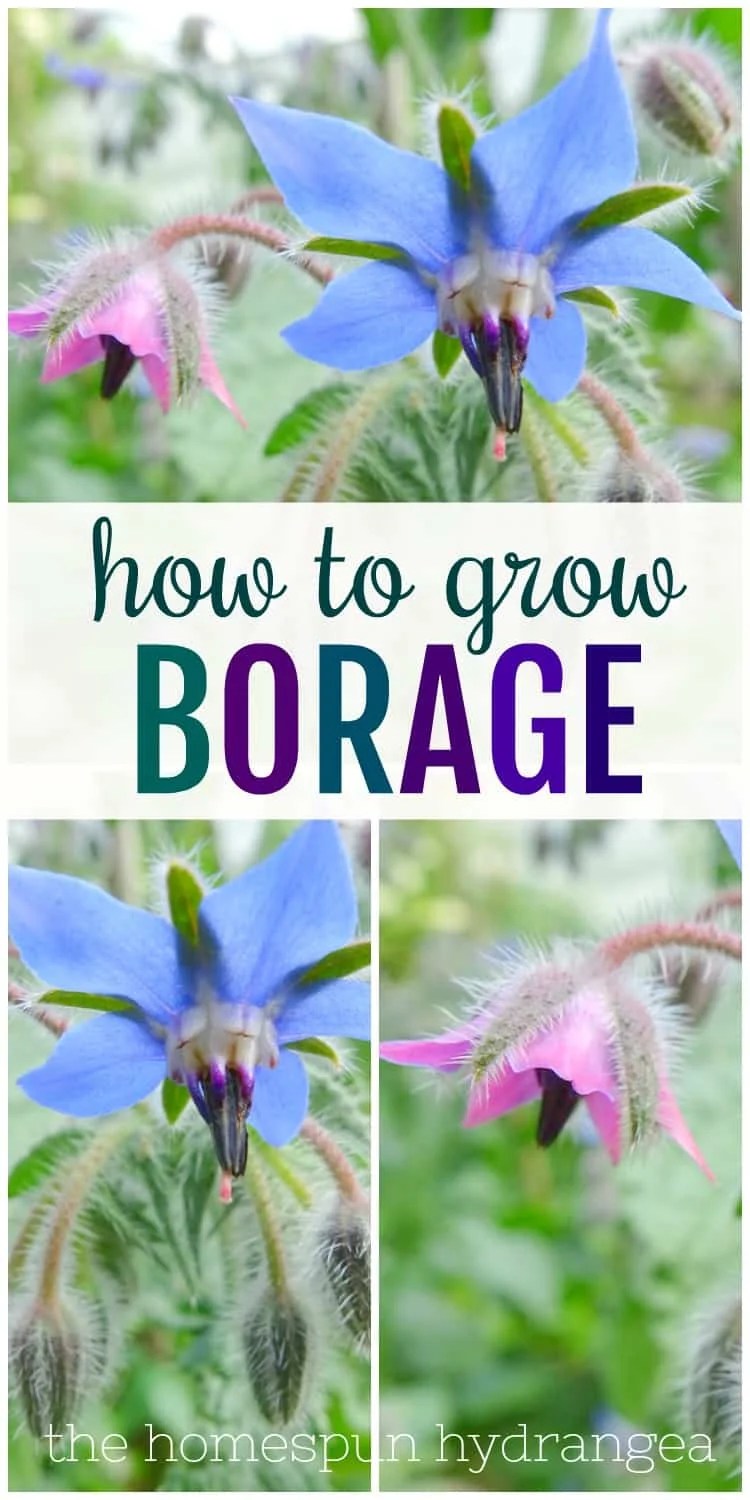 How to Grow Borage A Tasty Flowering Herb The Homespun Hydrangea