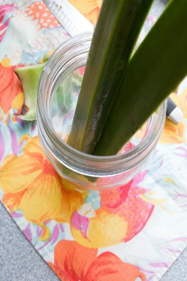 How to Make Aloe Vera Gel Using Fresh Aloe Plant