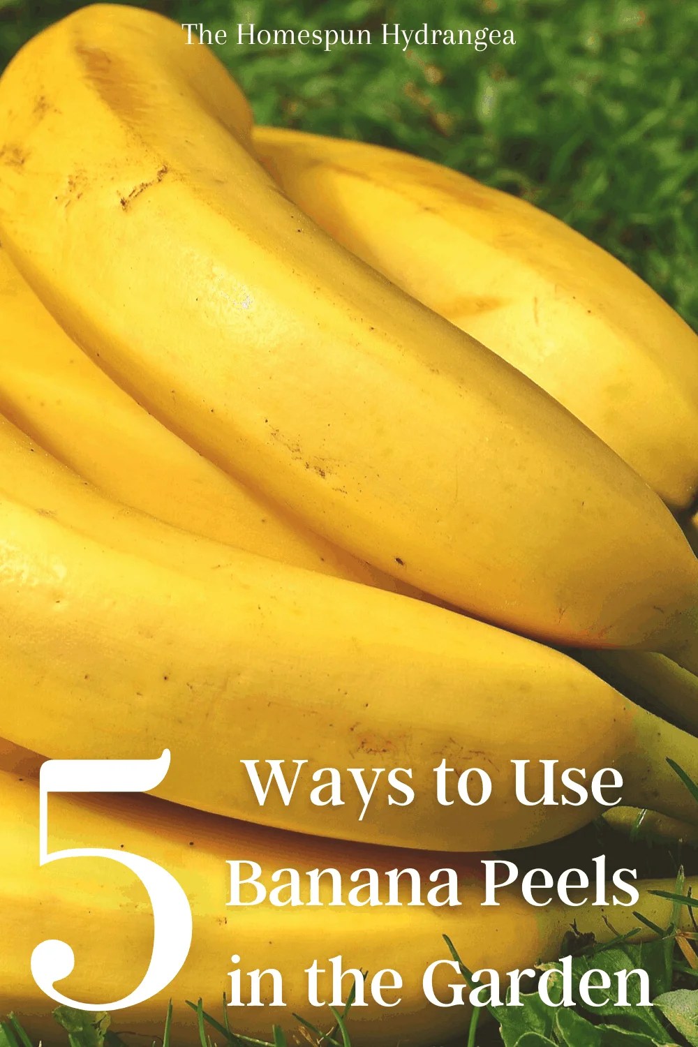 Ways to Use Banana Peels in the Garden