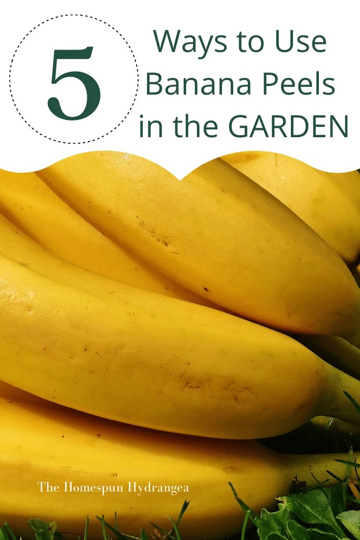 Ways to Use Banana Peels in the Garden
