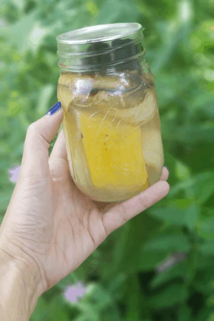 Homemade Banana Peel Water Fertilizer for Your Garden