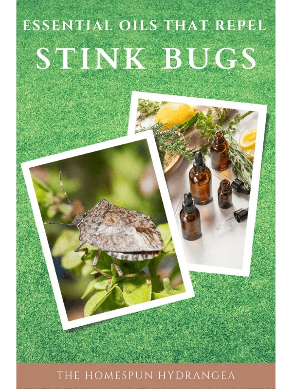 How to Repel Stink Bugs with Essential Oils