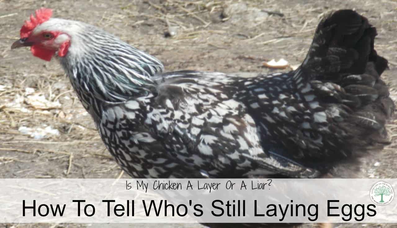 How To Tell If A Chicken Is Still Laying Eggs The Homesteading Hippy