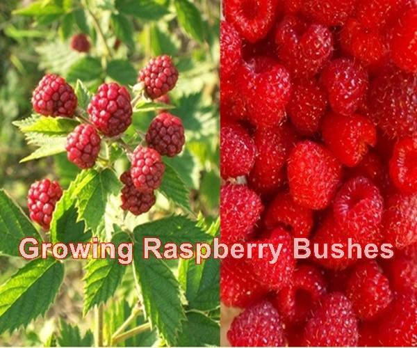 Growing Raspberry Bushes The Homestead Survival