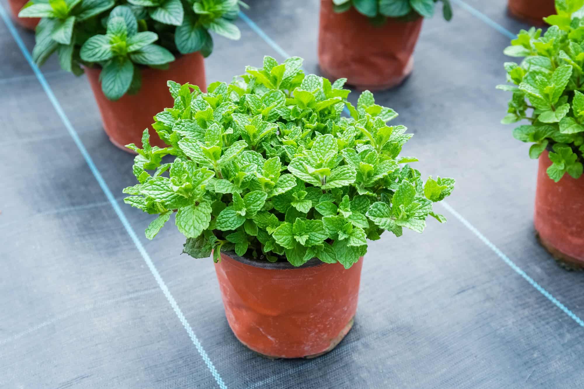 Does Mint Grow Back Every Year? The Home Tome