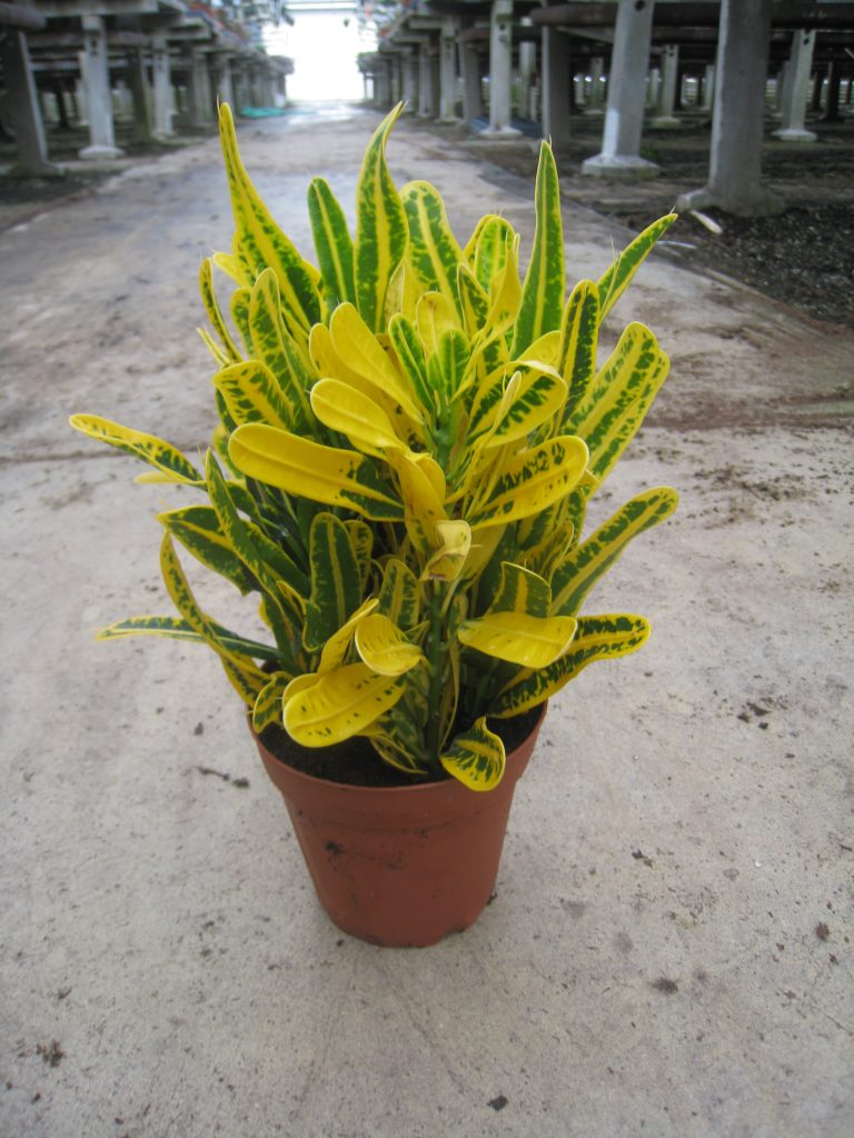 Banana Croton Plant Care And Propagation Guide The Home Tome