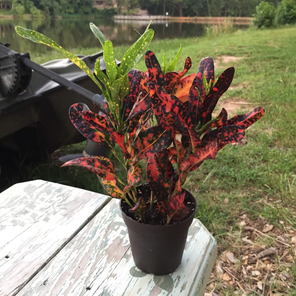 Bush Fire Croton Plant Care (How to Propagate) The Home Tome