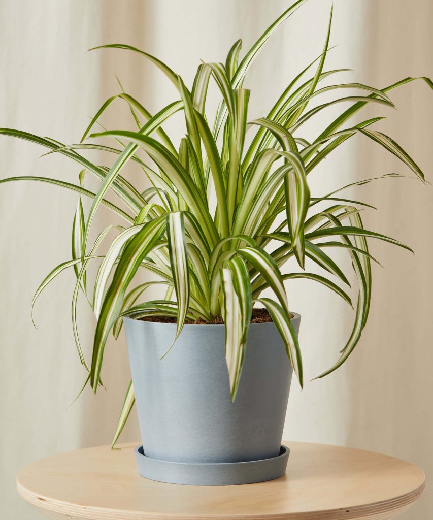 6 Common & Rare Spider Plant Varieties To Propagate Today The Home Tome