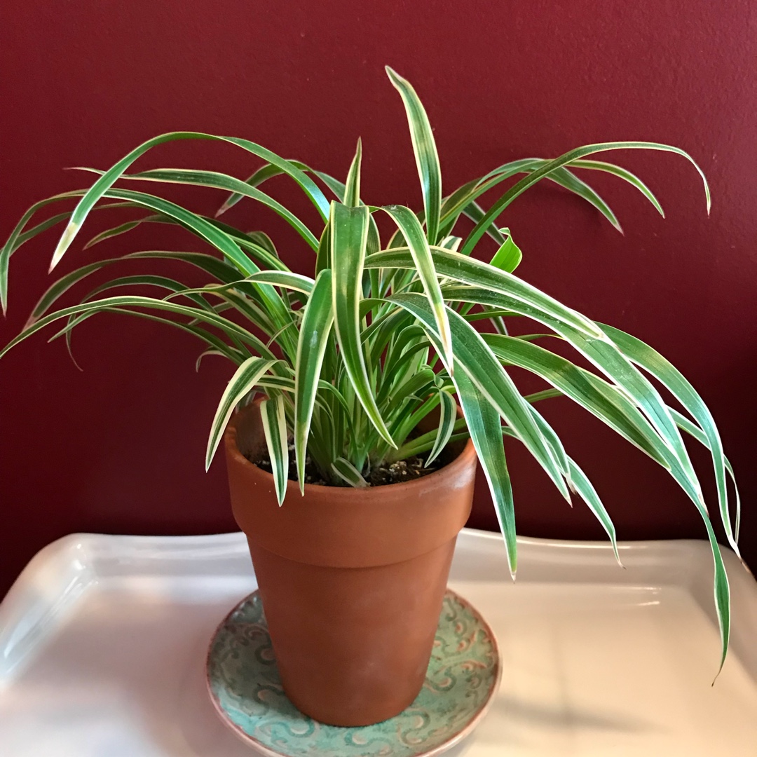 6 Common & Rare Spider Plant Varieties To Propagate Today The Home Tome