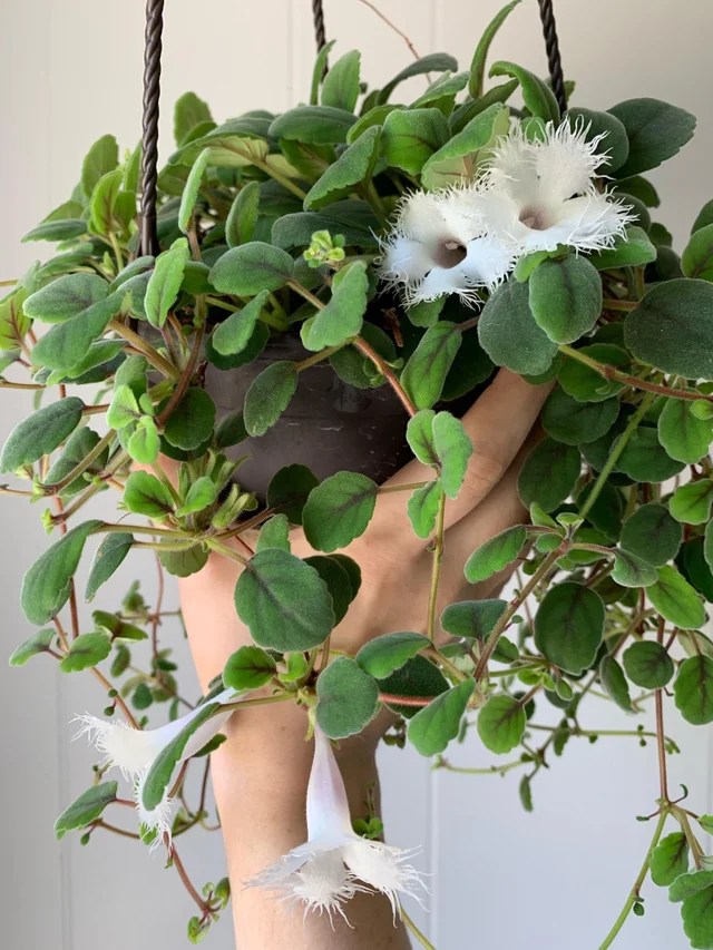 40 Pet Safe Indoor Plants For Plant Parents (2022) The Home Tome