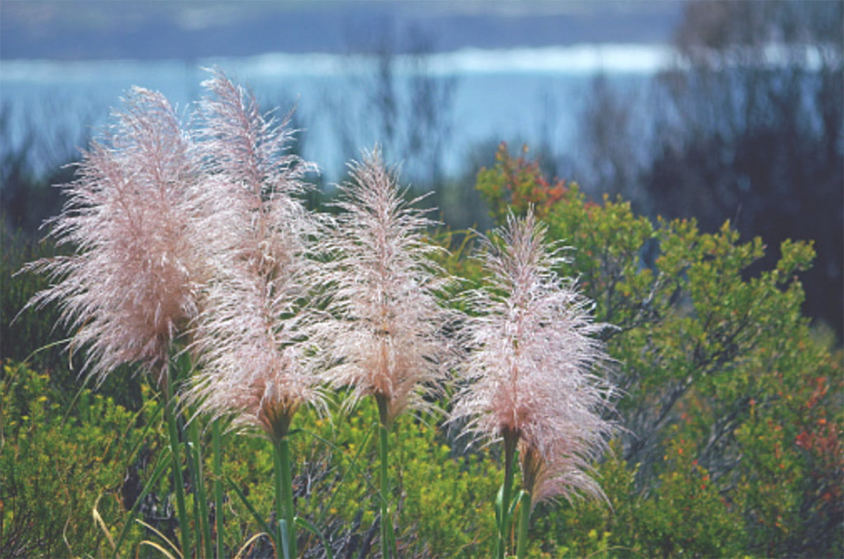 Pink Pampas Grass Growing Guide The Homey Space