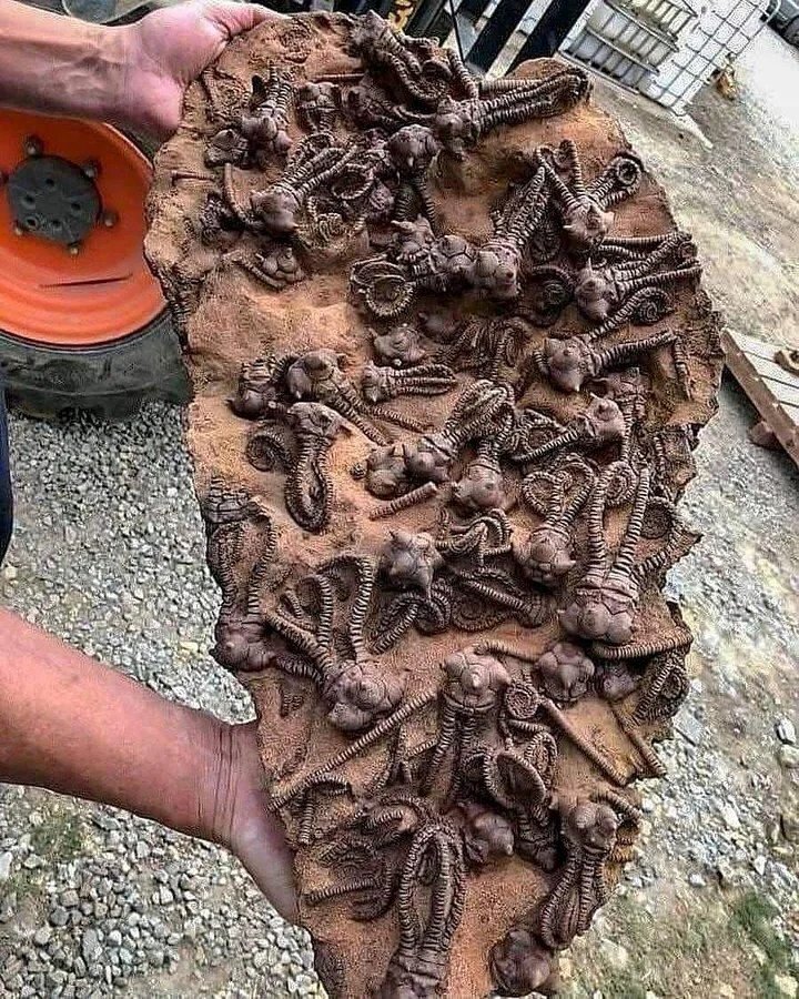 Rare Jimbacrinus Crinoid Fossils Found In Gascoyne Junction Western