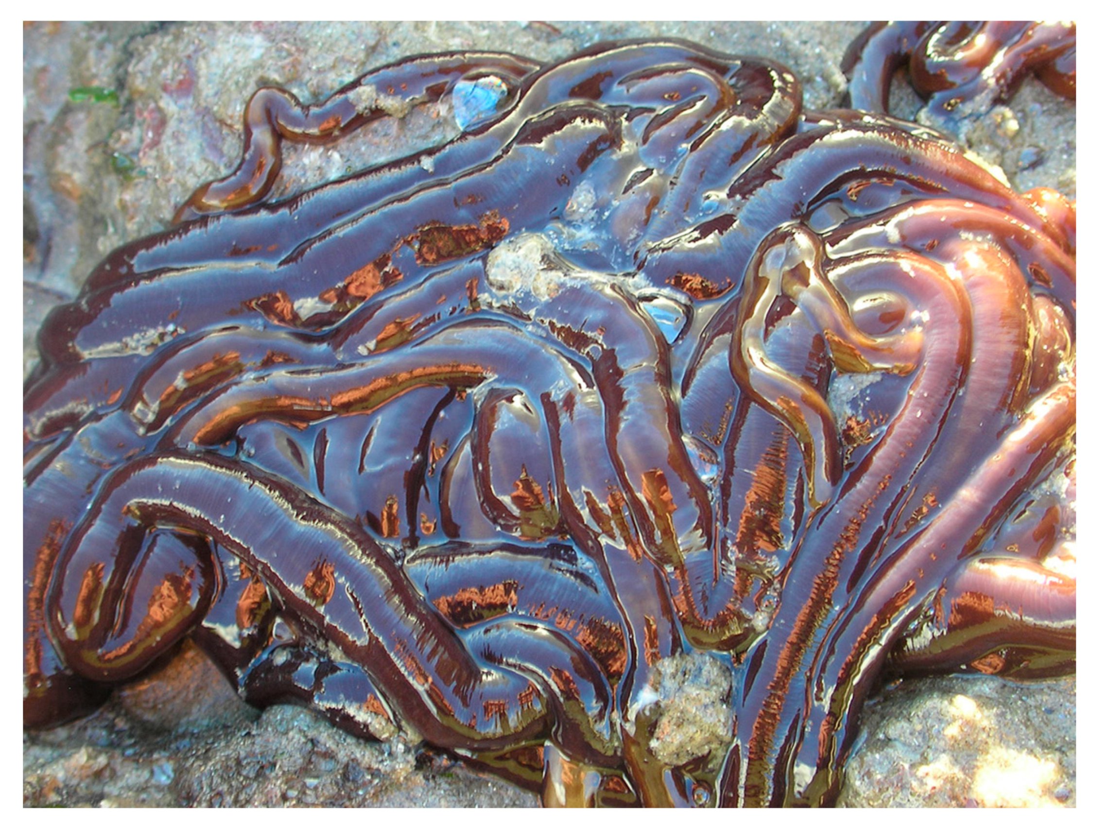 Ribbon Worms A Creepy Creature That Gives You Nightmare Fuel