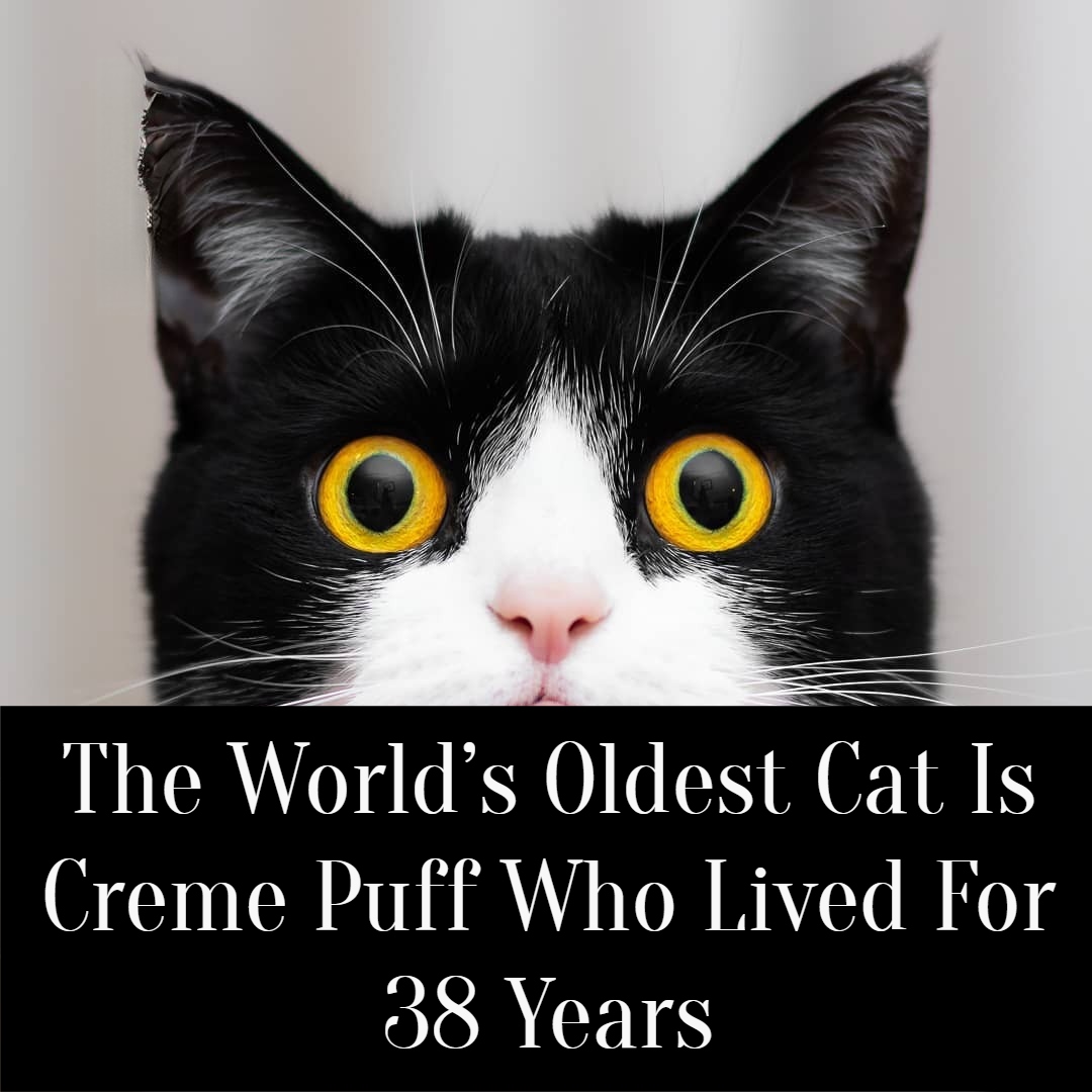 Creme Puff The World’s Oldest Cat Who Lived For 38 Years