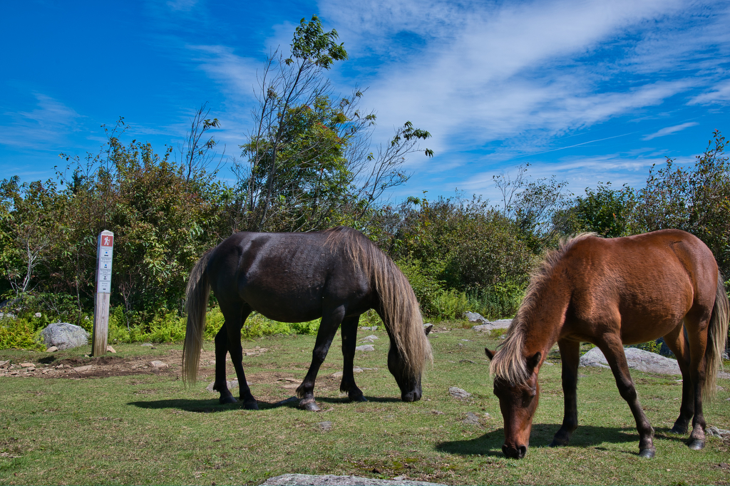 Wilburn Ridge via the AT The Hoppy Hikers