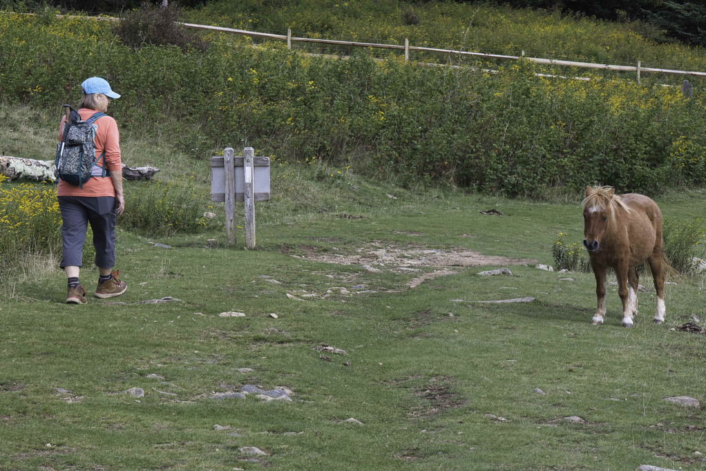 AT, Wilburn Ridge & Crest Loop The Hoppy Hikers