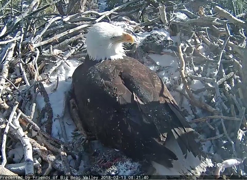 Meet Southern California's newest bald eagles [video] The Horn News