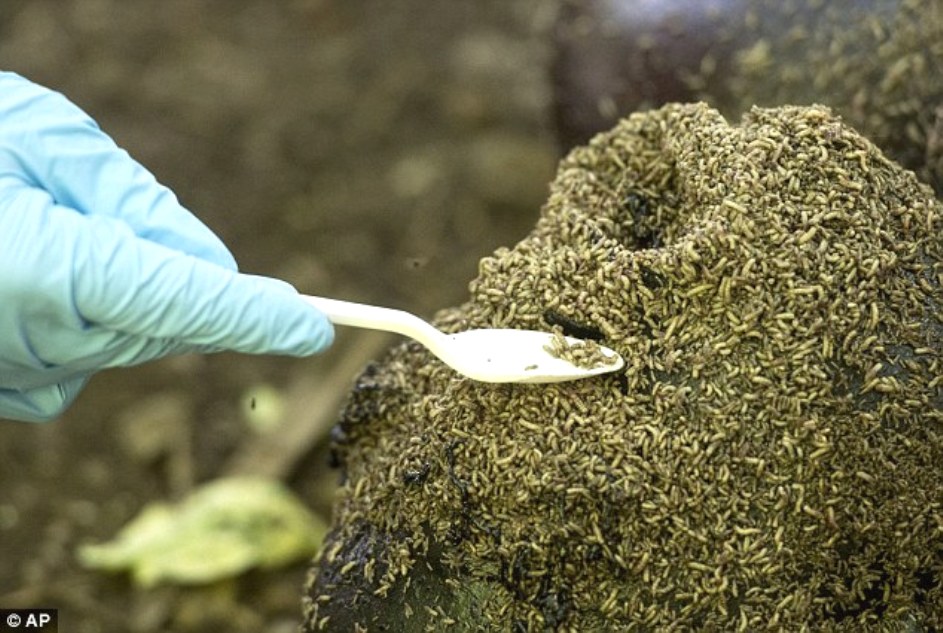 The Body Farm Tennessee