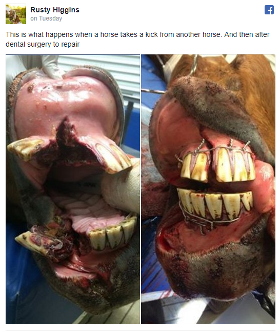 What schooling is required to become an equine dentist?