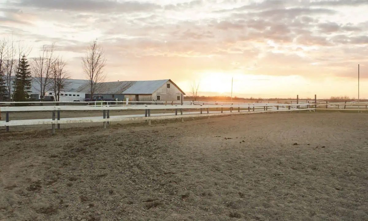 A Guide to Paddock Maintenance The Horse and Stable
