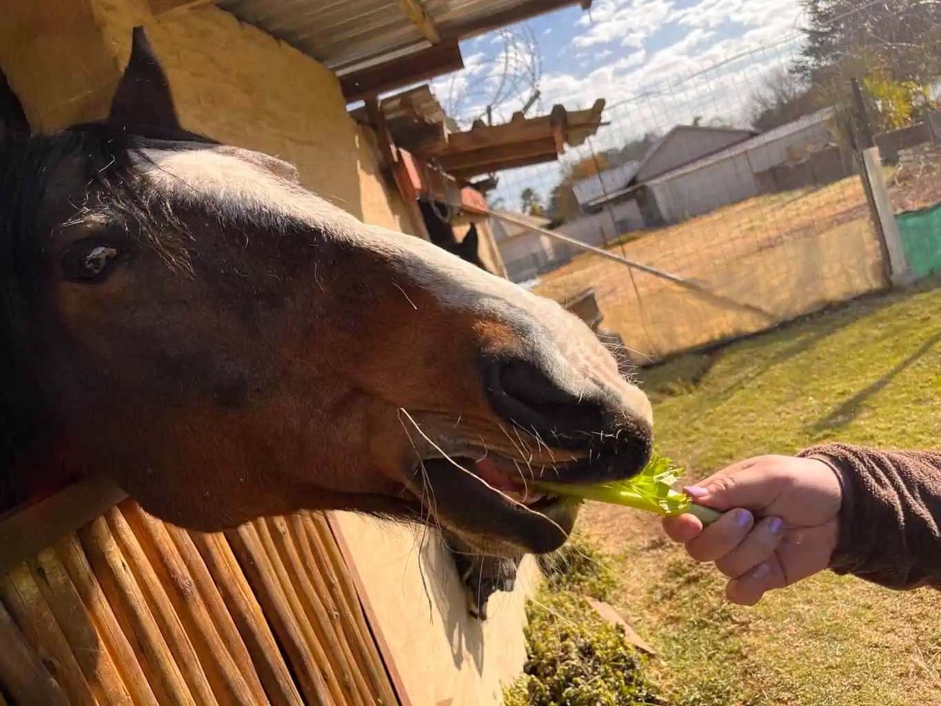 Can Horses Eat Celery The Horse and Stable