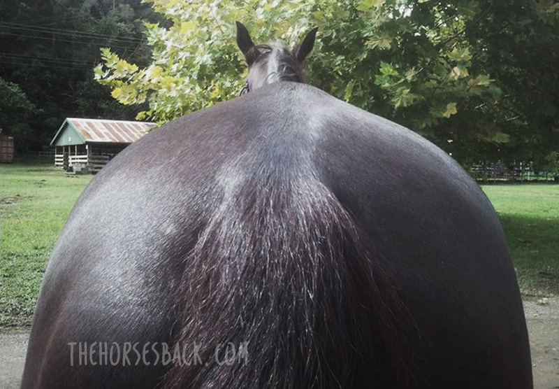 Bodywork Archives The Horse's Back