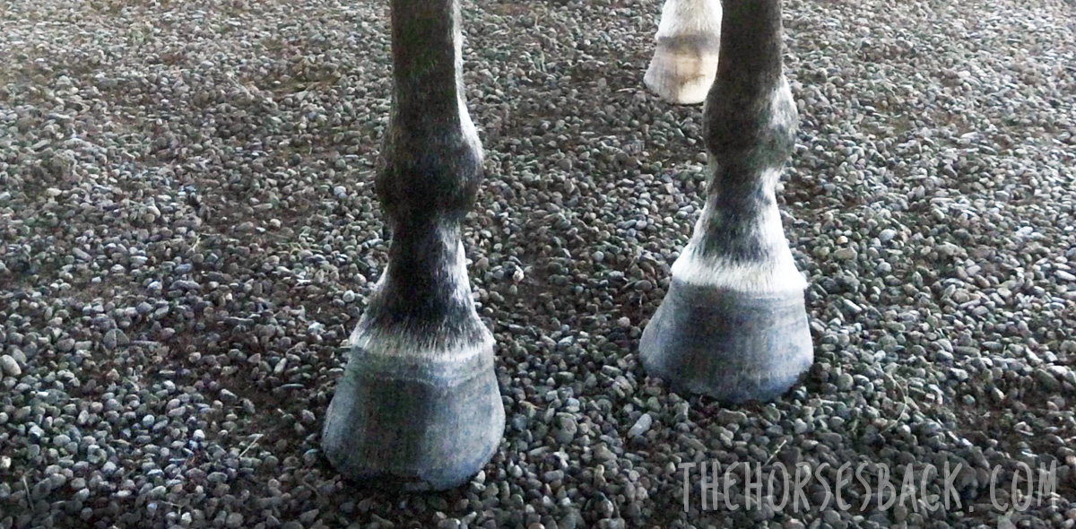 10 Rehab Tips for Horses with HighLow or Upright Hooves The Horse's Back