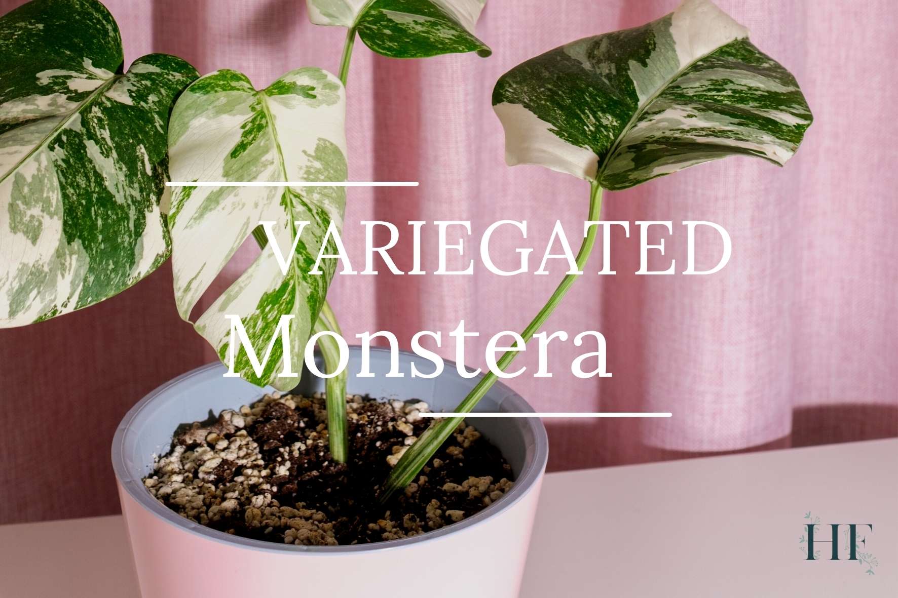 What Is a Variegated Monstera? Why Is It So Expensive?