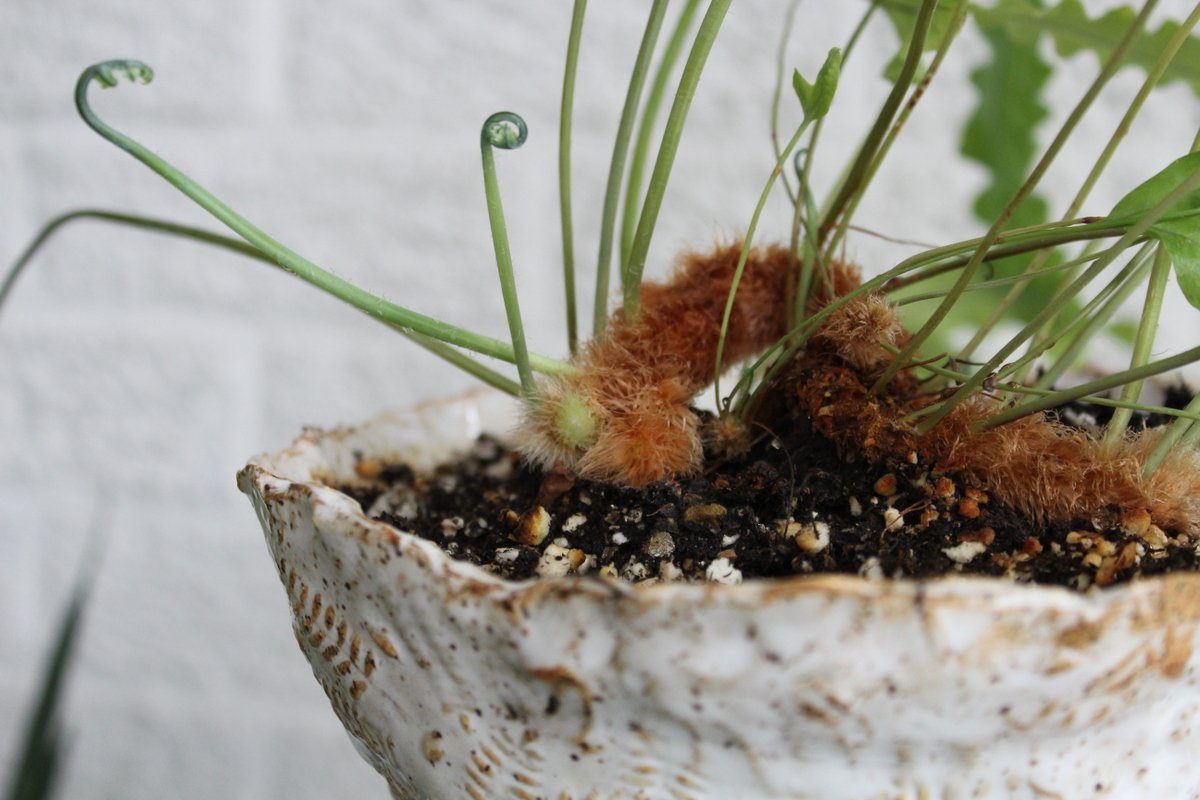 What Are Footed Ferns and How To Care For Them The Houseplant Guru