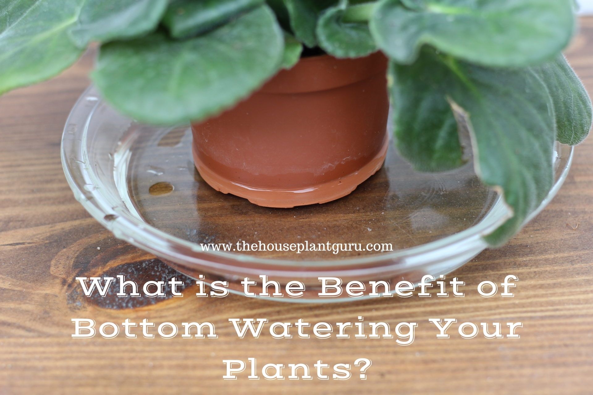 What is the Benefit of Bottom Watering Your Plants? The Houseplant Guru