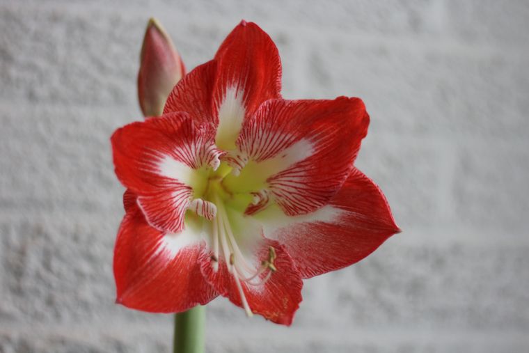 Do you Know How to Correctly Plant an Amaryllis Bulb? LaptrinhX / News