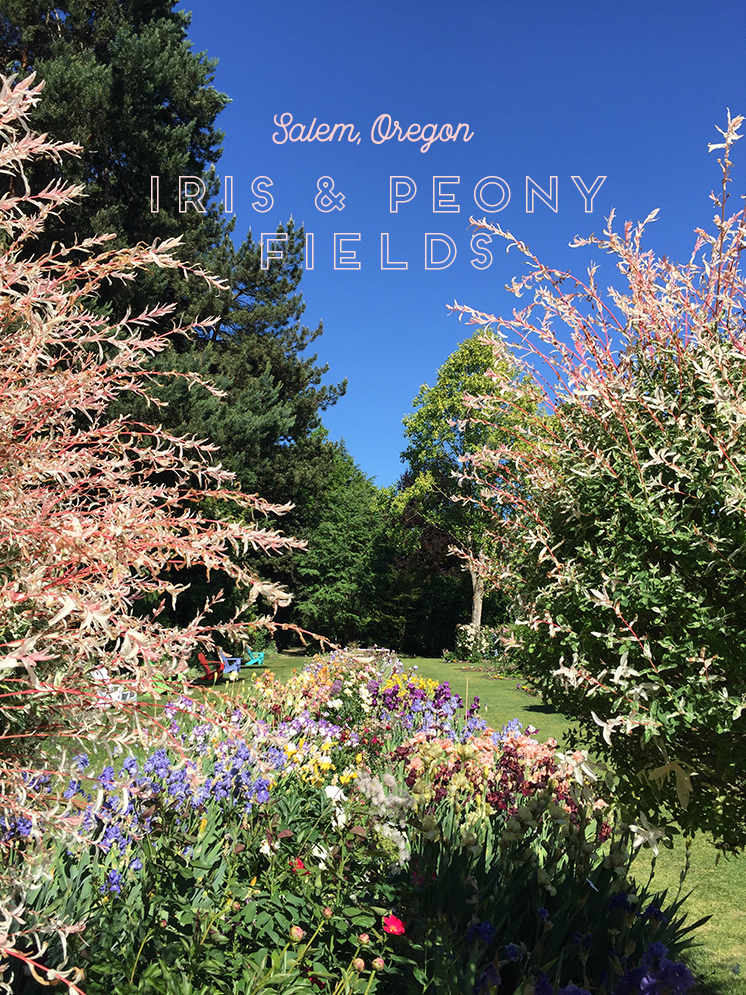 Chasing the Blooms Iris & Peony fields in Salem, OR The House That
