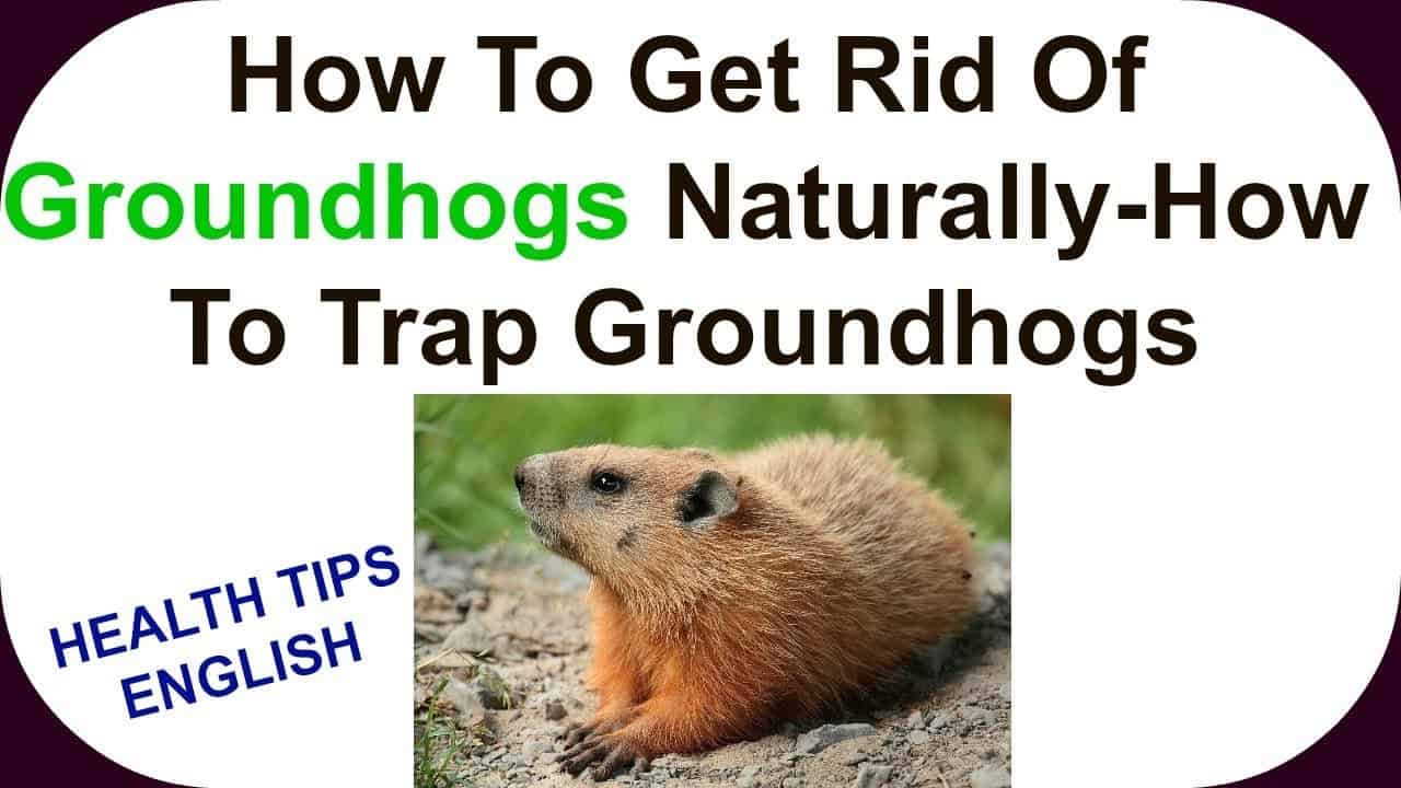 How to Get Rid of a Groundhog? The Housing Forum