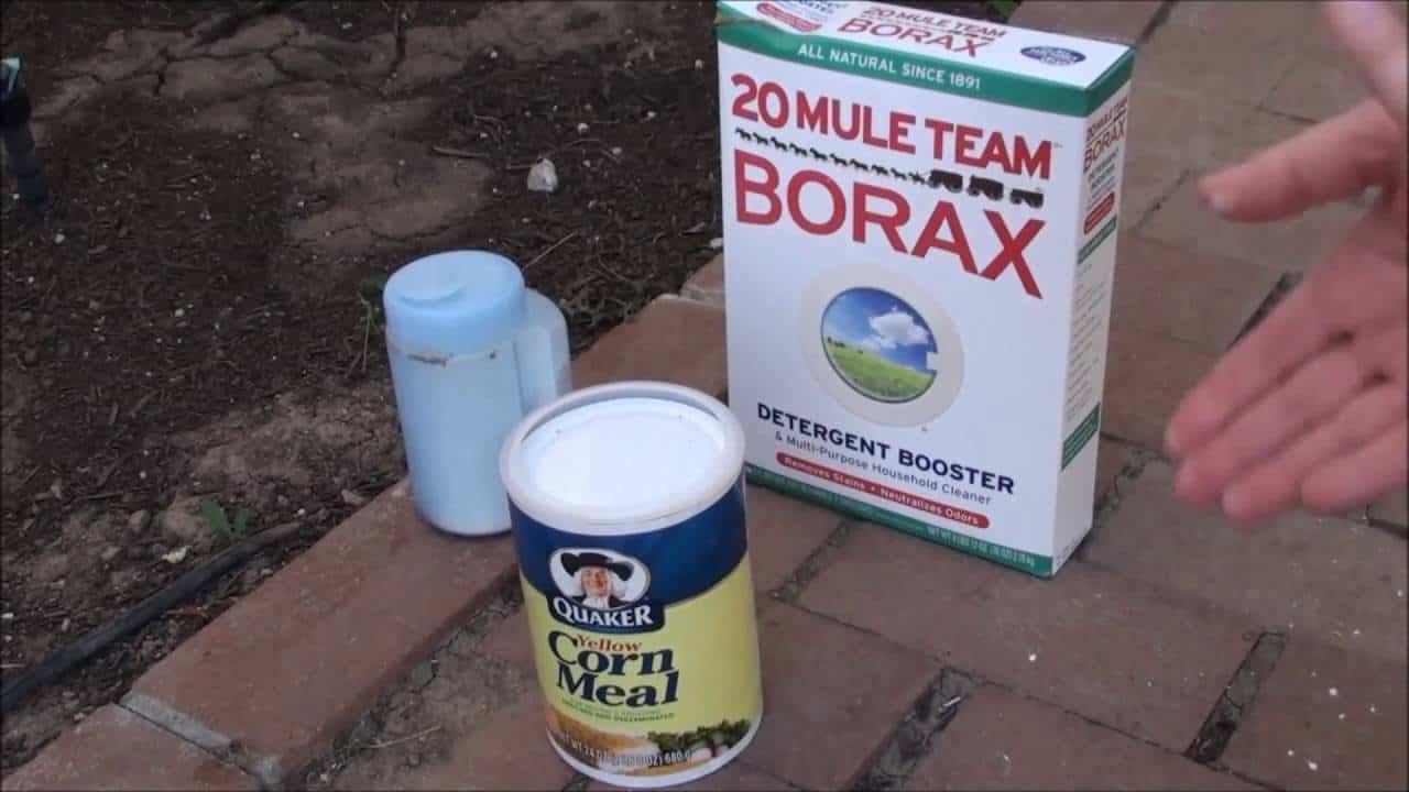 How to Get Rid of Ants in Your Yard? The Housing Forum